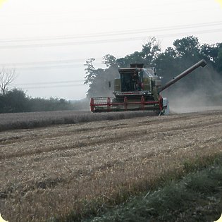 Village Scenes Evening harvest near Stone Farm
