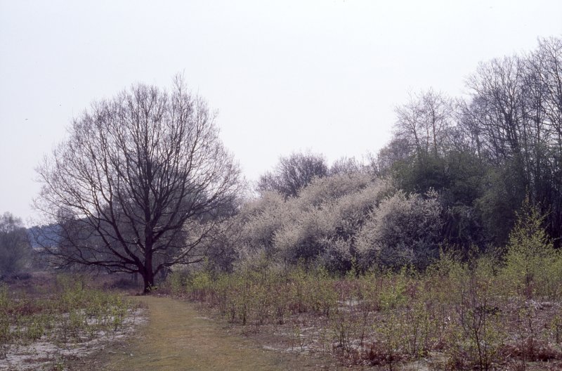 Spring blossom on Blaxhall common