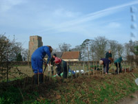 Hedge planting near the church