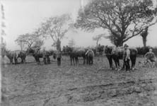 No less than 4 plough teams, near Stone Farm, c1900