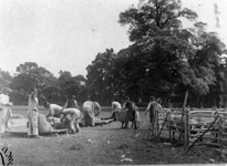 Sheep shearing, around the turn of the century