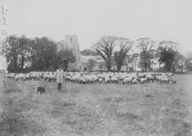 Shepherd George Smith with his flock, probably around 1895.