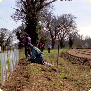 Village Scenes Hedge planting