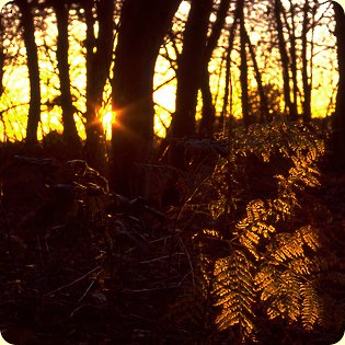Village Scenes Fern lit by the Autumn sunset