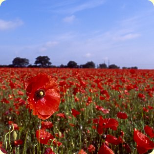 Village Scenes Poppies along Station Road