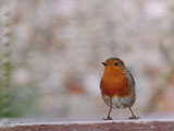 Robin at Stone Farm September 2005